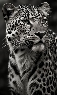 a black and white photo of a leopard looking at the camera with its eyes closed