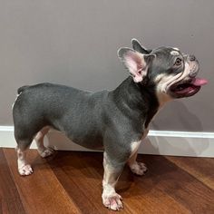 a small gray and white dog standing on top of a hard wood floor next to a wall