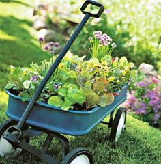 a blue wheelbarrow filled with plants in the grass