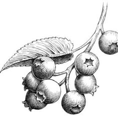 an ink drawing of berries with leaves