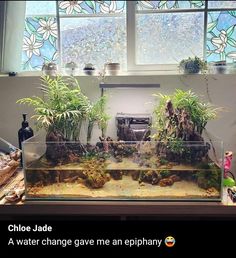 a fish tank with plants and rocks in front of two windows that say, chloo jade a water change gave me an epiphany