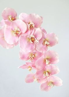 pink flowers are in a vase on a white table top, against a light blue background