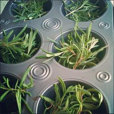 several trays filled with green plants sitting on top of each other