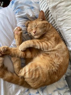 an orange tabby cat sleeping on top of a bed with its paws stretched out