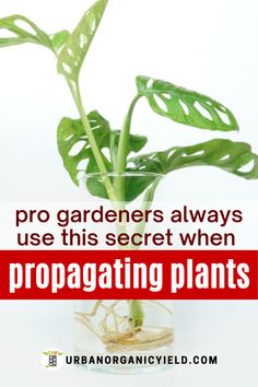 a potted plant with the words pro gardeners always use this secret when propagating plants