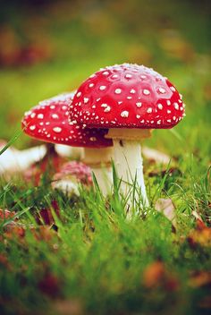 a red mushroom sitting on top of a lush green field