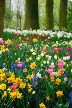 many different colored flowers are in the grass