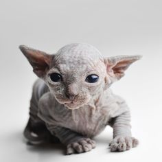 a hairless cat sitting on top of a white floor