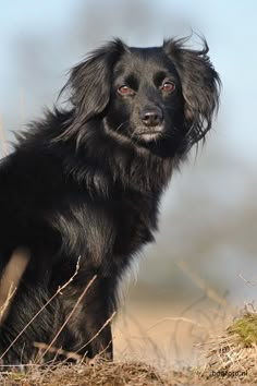 a black dog sitting on top of a dry grass field