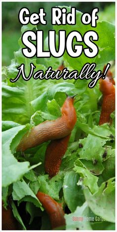 slugs crawling on lettuce with the words get rid of slugs naturally