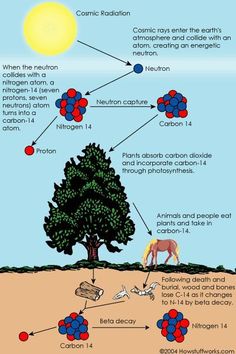 a diagram showing the life cycle of an animal and its surroundings, including trees, rocks,