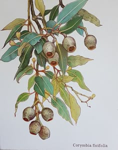 a painting of some kind of tree with fruit on it's branches and leaves