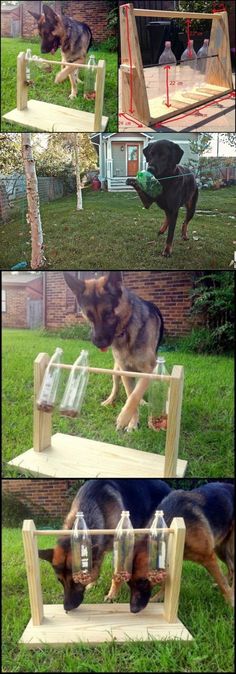 four different pictures of dogs playing outside in the grass