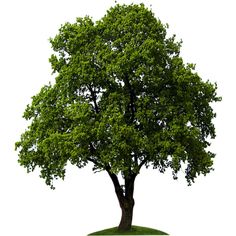 a tree with green leaves is shown on a white background