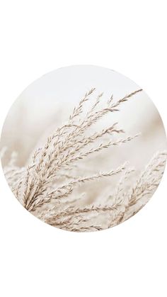 a round white plate with some grass in it's center, on a white background