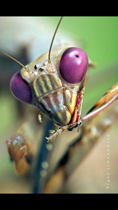 a close up photo of a bug with purple eyes