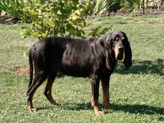 a black and brown dog standing on top of a lush green field