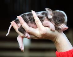 a small animal is being held in someone's hand with the caption, in the palm of your hand lies the seed of destruction or the spark of liberation