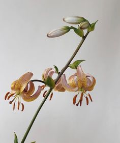 Aesthetic Flower Reference Photo, Things Reference, Scanned Flowers Photography, Supermarket Flowers, Flower Encyclopedia, Single Flowers, Floral Styling, Love Lily, Plant Fungus