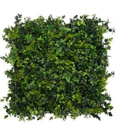 a square shaped boxwood hedge with green leaves on it's sides, set against a white background