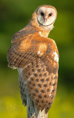 an owl sitting on top of a wooden post