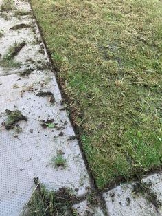 the grass is starting to grow on the sidewalk