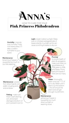 an info sheet describing the different types of flowers and plants in each section of the page