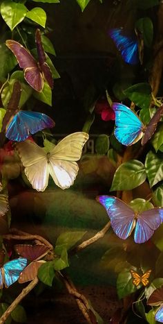 many blue and white butterflies are flying in the air above some green leafy branches