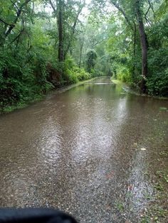 a river running through a forest filled with lots of green trees and water flowing down it