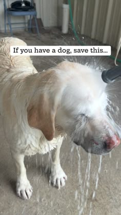 a wet dog is standing under a faucet with water coming out of it's mouth