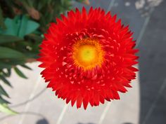 a red flower with yellow center sitting on top of a table