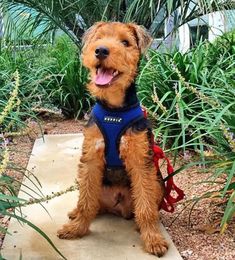 a small brown dog sitting on top of a cement slab in front of some plants