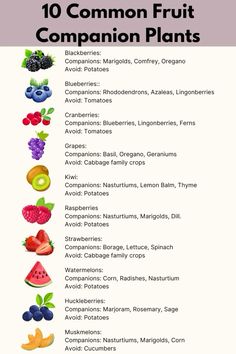 the top ten common fruit companion plants