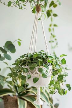 a potted plant hanging from a rope