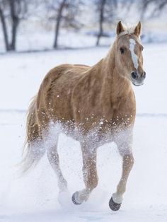 a brown horse running through the snow with trees in the background