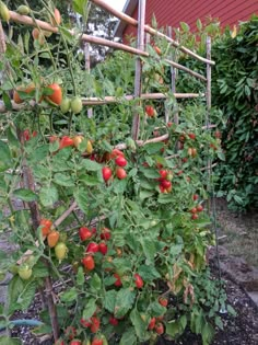 tomatoes growing on the vine in an urban garden