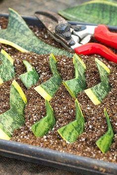 scissors and cut up plants in a tray with dirt on the ground next to them