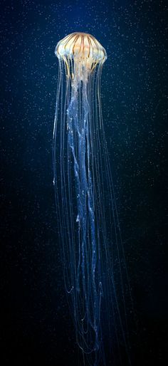 a jellyfish floating in the water at night