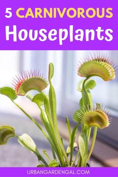 the top five carnivorous houseplants in a pot with text overlay that reads, 5 carnivorous houseplants