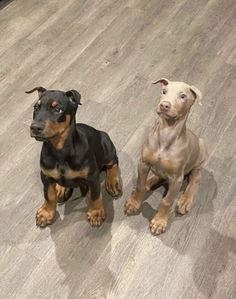 two dogs are sitting on the floor and one is looking at the camera while the other looks up