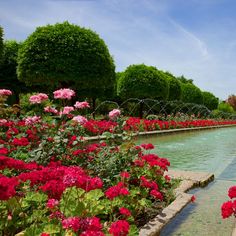 red flowers are blooming in the middle of a garden with water and trees around it