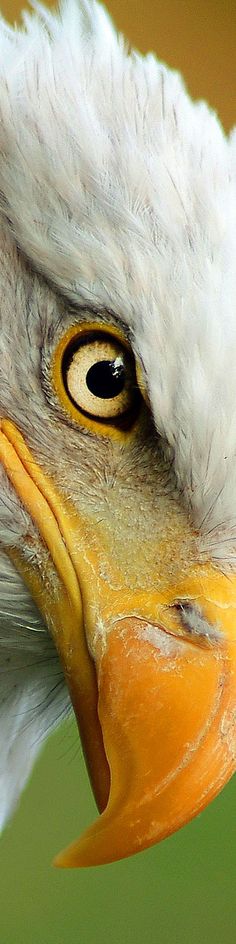 an eagle's head with yellow and white feathers is shown in close up view