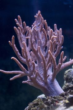 a coral in an aquarium with algae growing on it