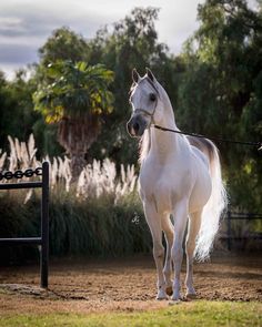 a white horse standing on top of a dirt field