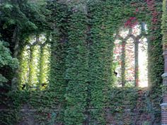 an old building with ivy growing on it's walls