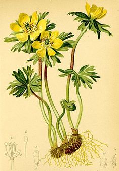 two yellow flowers with green leaves and roots on a beige background, from the natural history of plants