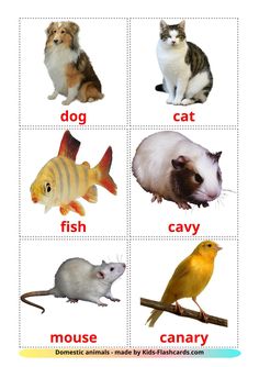 animals that are in different colors and sizes on a white background with words describing them