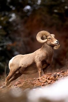 a ram standing on top of a rocky hillside