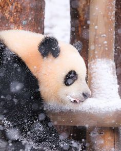 a panda bear sitting on top of a wooden bench in the snow with it's mouth open