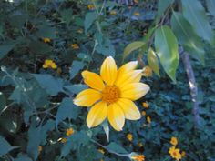 a yellow flower is in the middle of some green plants and flowers are behind it